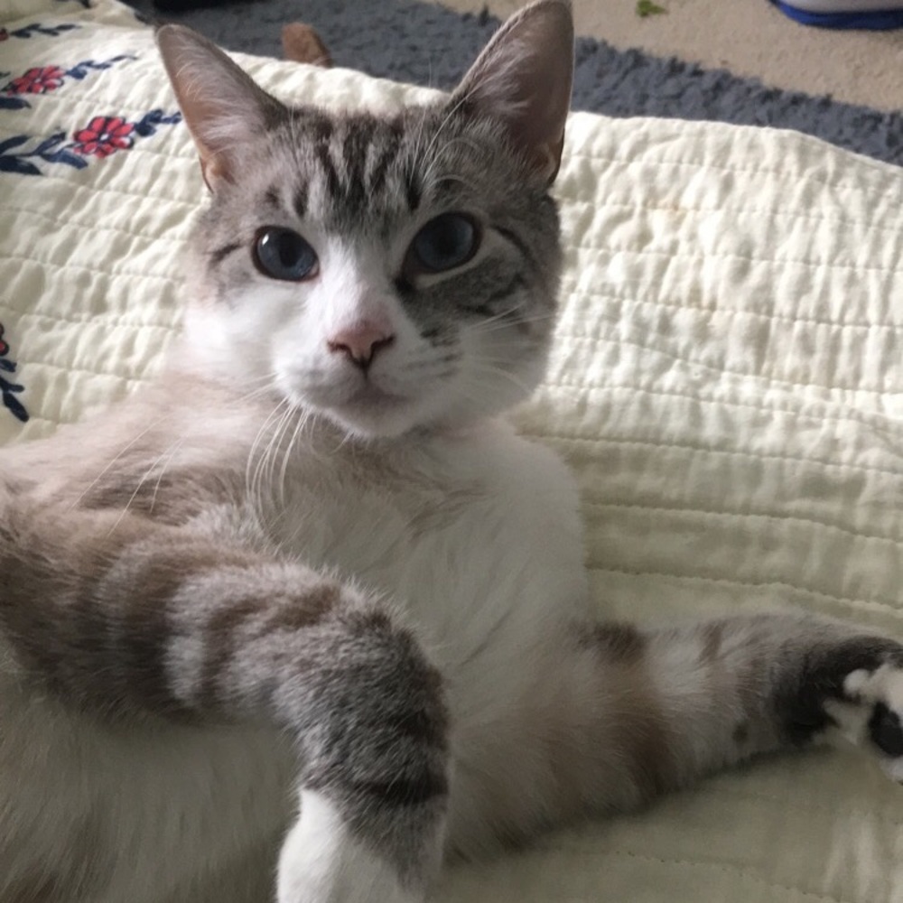 Meet your Posher, Amanda